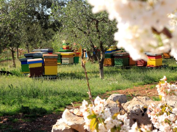apicoltura nomade